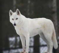 /album/secret-singing-wolves/white-wolf-12-jpg/